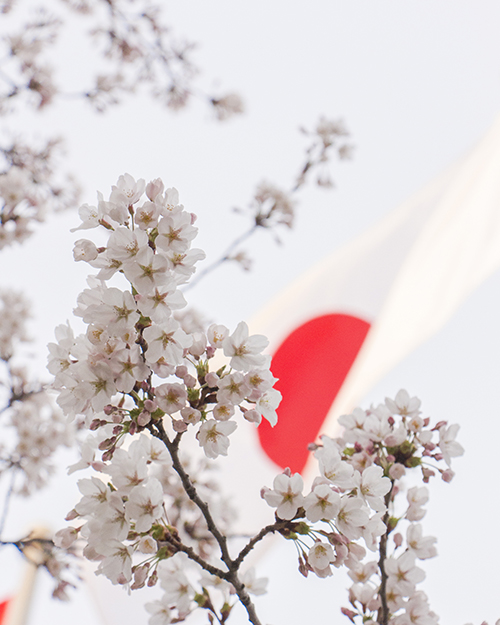 Cherry blossoms with a Japanese flag backdrop