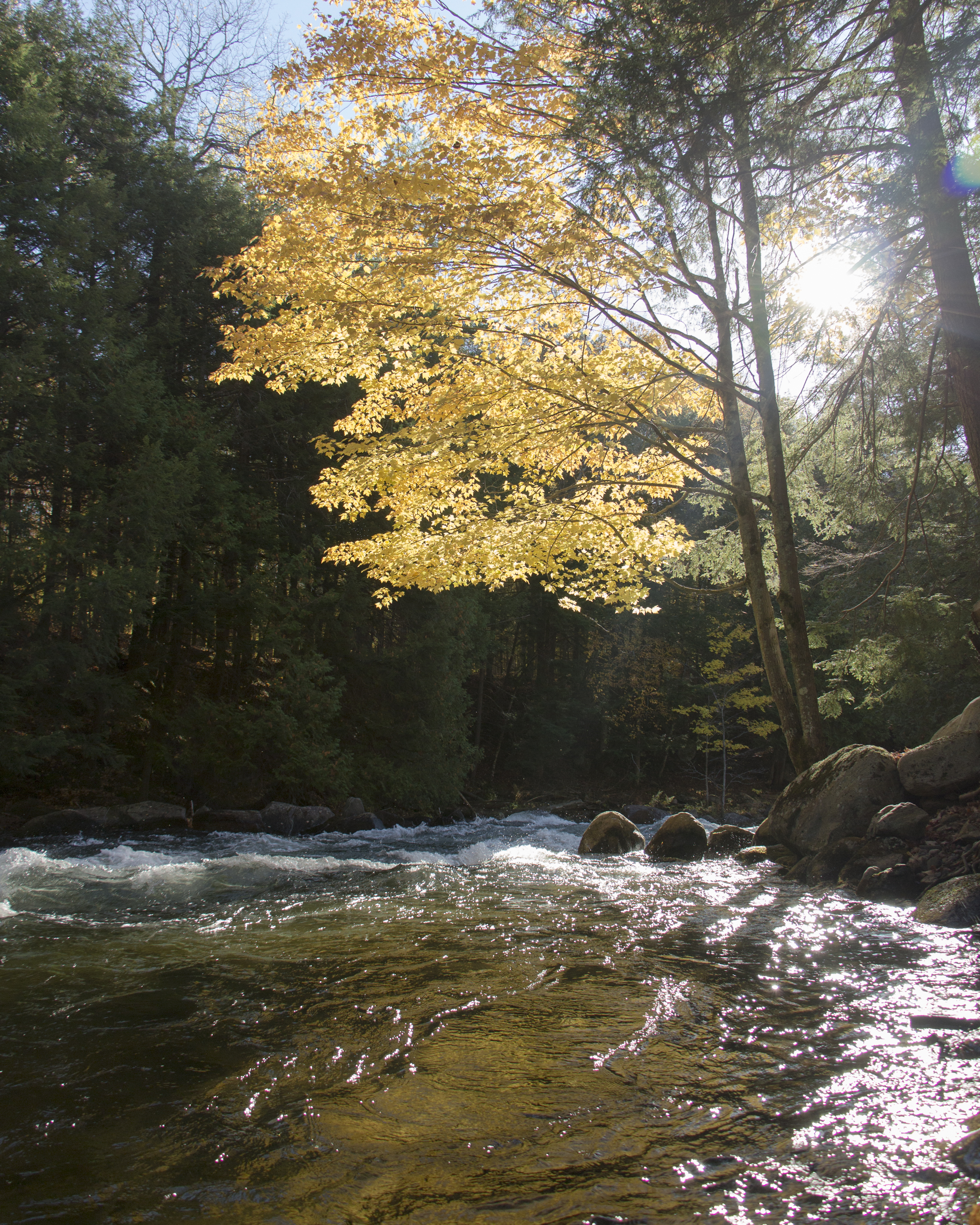 A yellow leafed tree arching over rapids