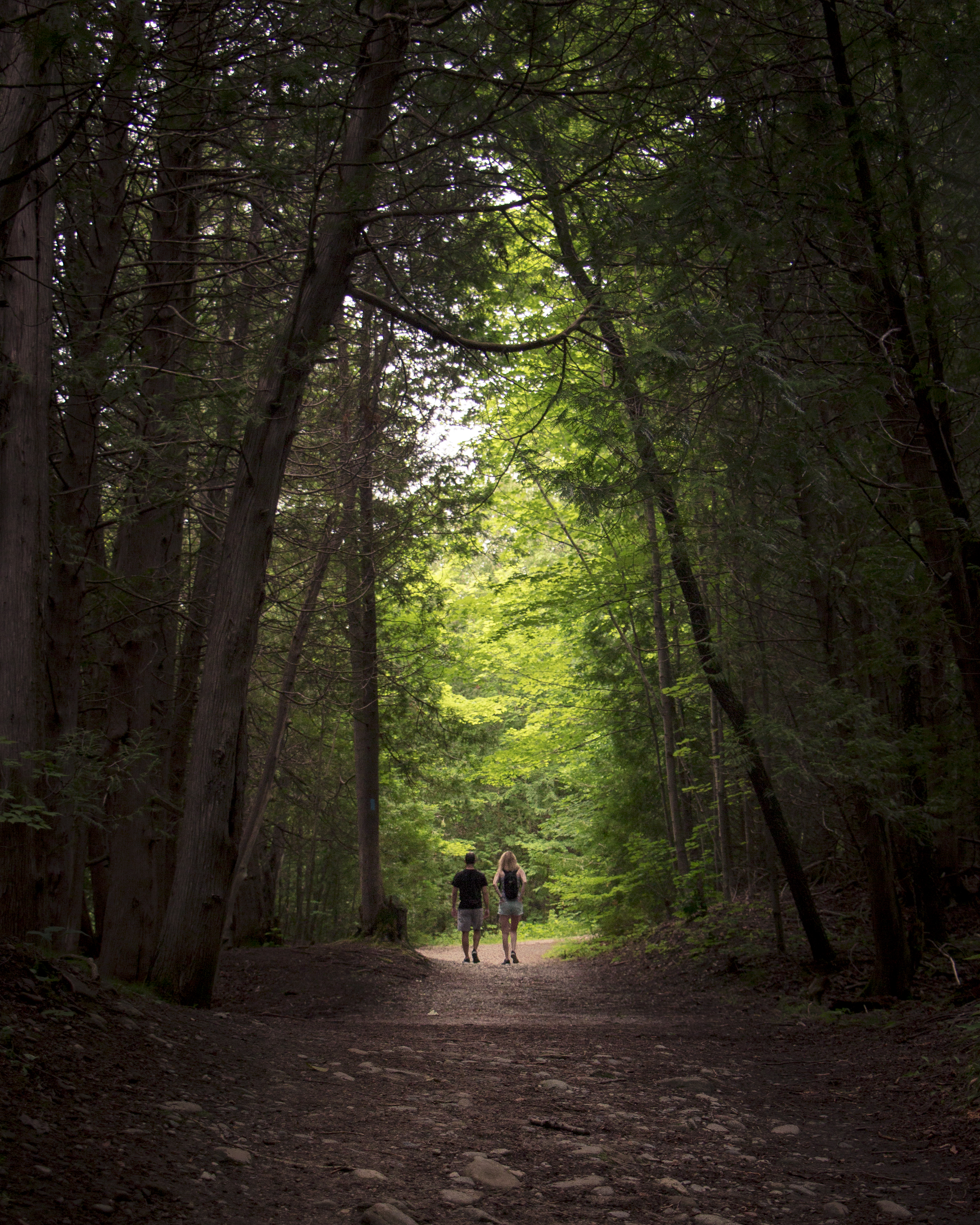 A couple walking in the distance in a forest